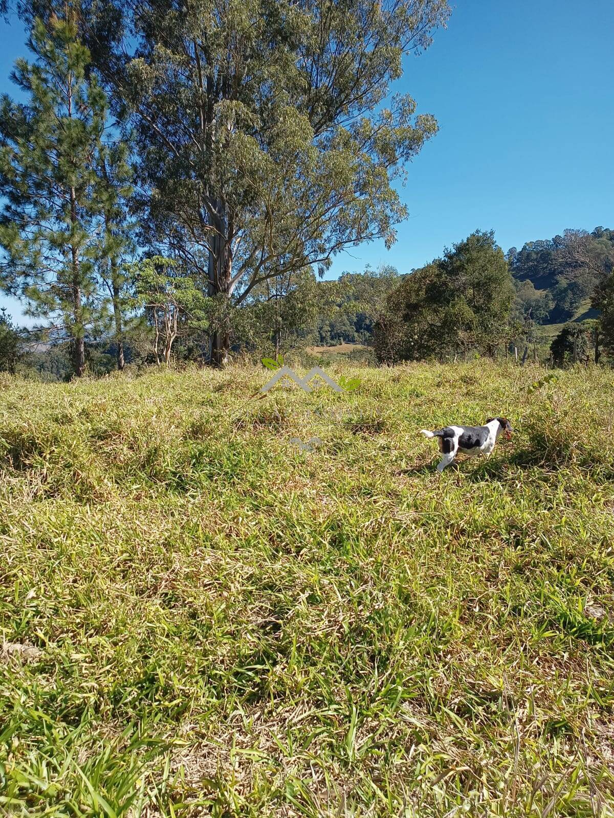 Terreno à venda, 30500m² - Foto 4